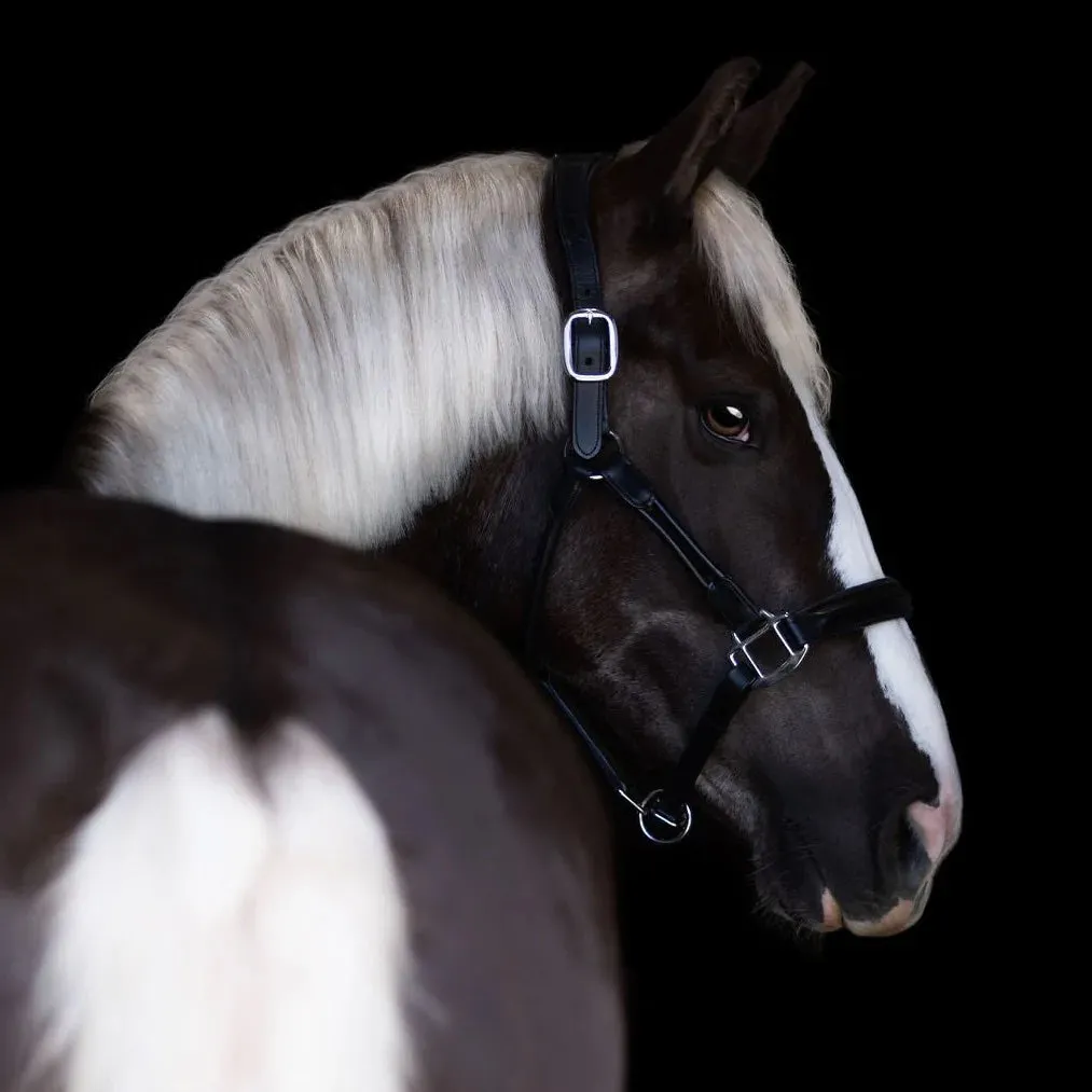 Lumiere Equestrian ALLEGRA Leather Halter, Black