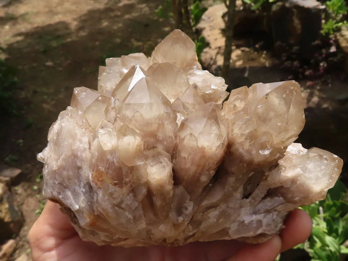 Natural Cascading Smokey Phantom Quartz Cluster x 1 From Luena, Congo