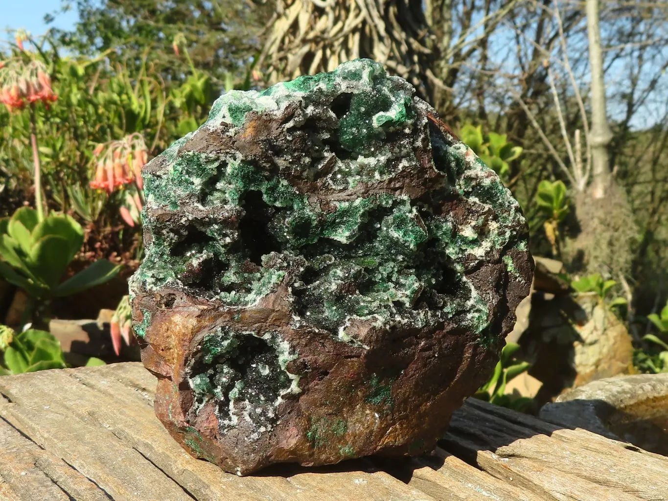 Natural Drusi Quartz Coated Ball Malachite On Red Copper Dolomite x 1 From Likasi, Congo